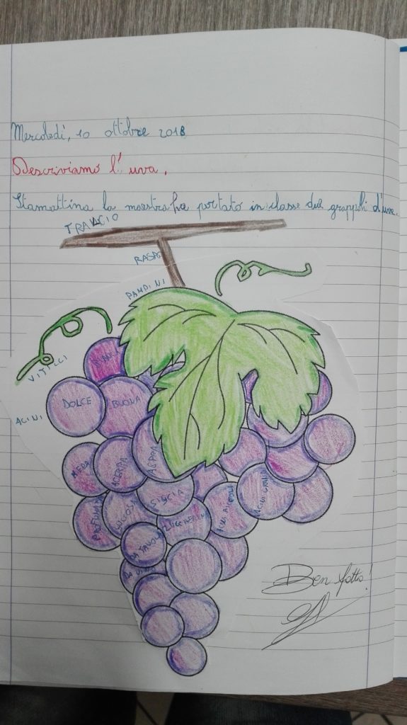 descrivere l'uva